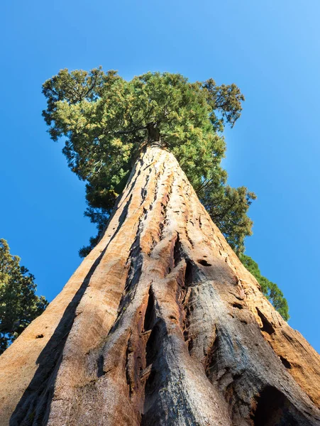 在美国红杉国家公园 — ストック写真