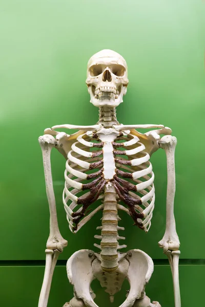 Skeleton model in museum — Stock Photo, Image