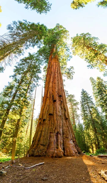 Sequoia Nationaalpark in de Verenigde Staten — Stockfoto