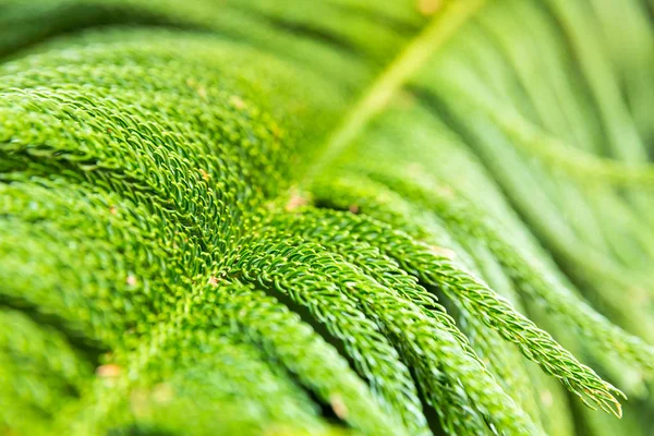 Tropisk växt blad — Stockfoto