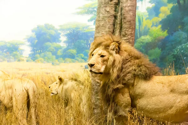 Familjen av lejon i savanna — Stockfoto