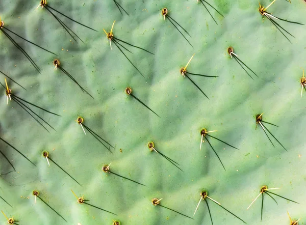 Cacto verde com agulhas — Fotografia de Stock