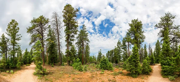 Pine forest at Bryce Canyon — Stock Photo, Image