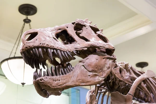 Tête de tyrannosaure dans le musée de paléontologie — Photo