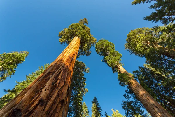 Sequoia national park w Stany Zjednoczone Ameryki — Zdjęcie stockowe