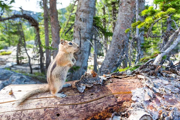 Esquilo de terra bonito — Fotografia de Stock