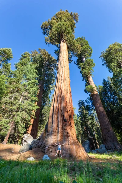 Národní park Sequoia v usa — Stock fotografie