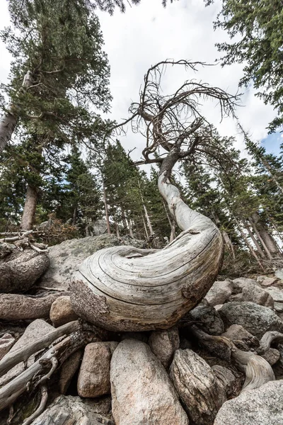 Suchý mrtvý strom v lese — Stock fotografie