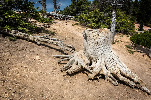 Tocón de moldeo en el bosque de pinos — Foto de Stock