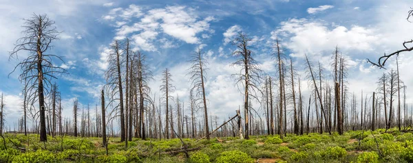 Árvores mortas secas na floresta — Fotografia de Stock