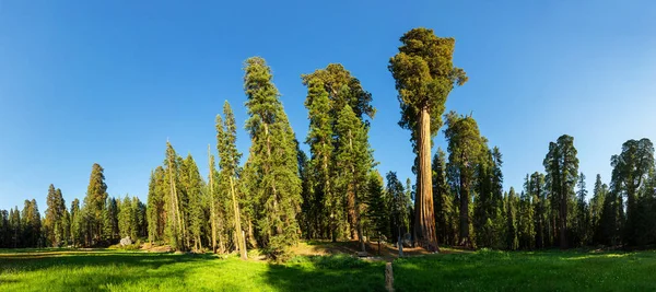 Parco nazionale di Sequoia negli Stati Uniti — Foto Stock