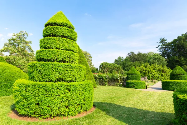 Trees cut in shape of pyramids — Stock Photo, Image