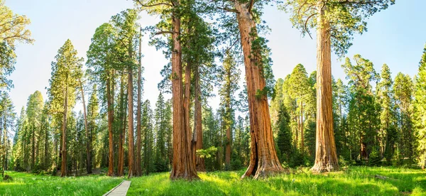 Národní park Sequoia v usa — Stock fotografie