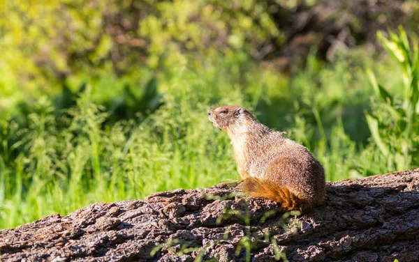 Carino scoiattolo di terra — Foto Stock