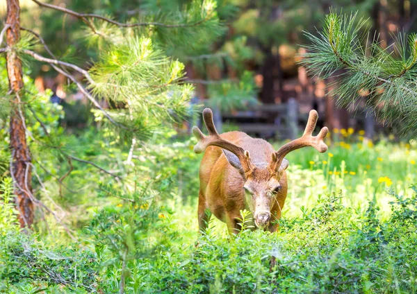 Mladý roztomilý elk — Stock fotografie