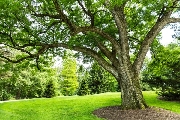 Färsk äng landskap — Stockfoto