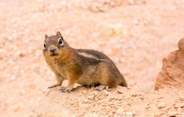 Schattig grondeekhoorn — Stockfoto