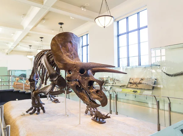 Triceratops dinosaurieskelett — Stockfoto