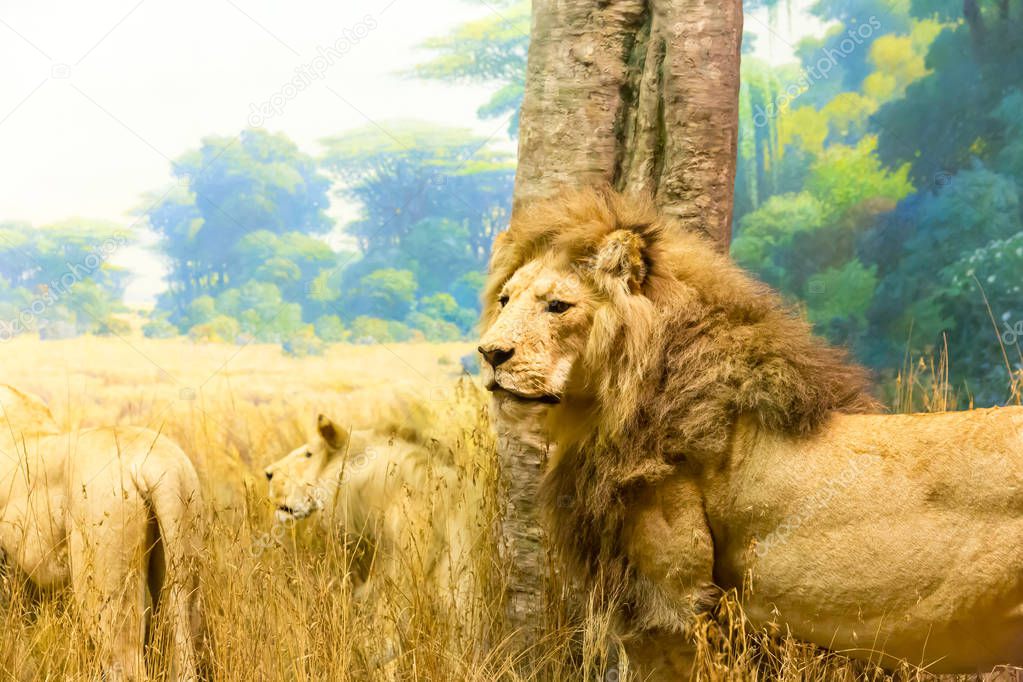 Family of lions in savanna