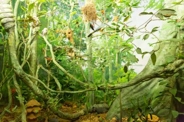 doğal orman Mini modeli