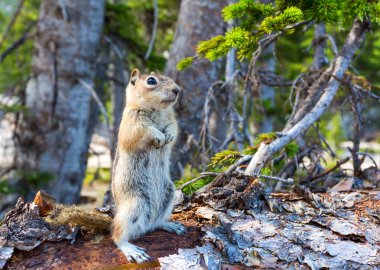 cute ground squirrel clipart