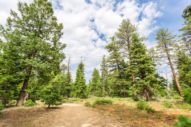 Çam ormanı at Bryce Canyon