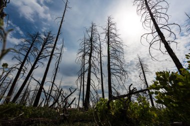 Deadwood Bryce Canyon Milli Parkı