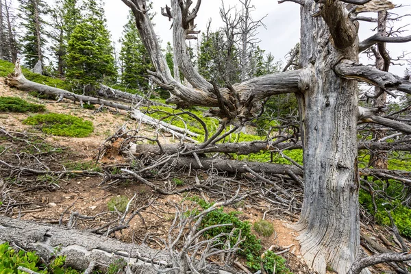 Сухі мертві дерева в лісі — стокове фото