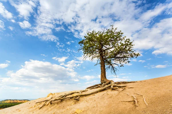 Tree growing in desert valley — Stock Photo, Image
