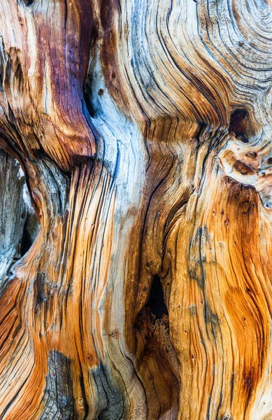 Tronco de árbol seco cortado — Foto de Stock