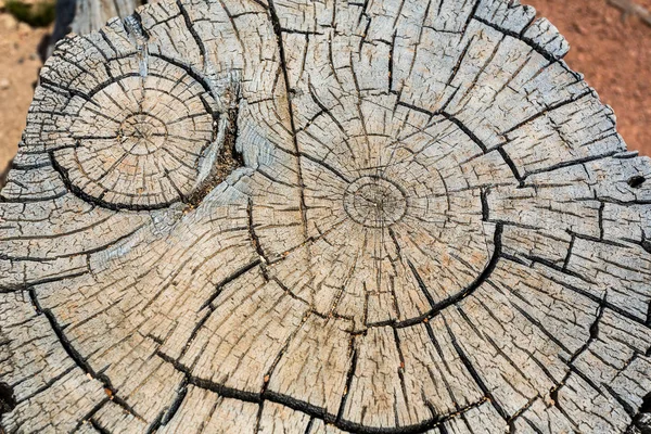 마른 나무 토막을 잘라 — 스톡 사진