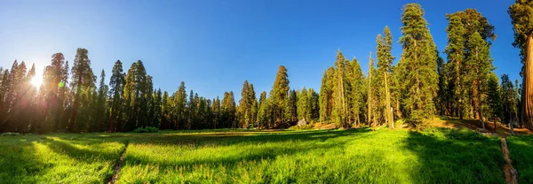 Εθνικό πάρκο Sequoia στο ΗΠΑ — Φωτογραφία Αρχείου