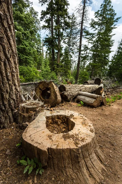 Ξηρά δέντρα mouldering — Φωτογραφία Αρχείου