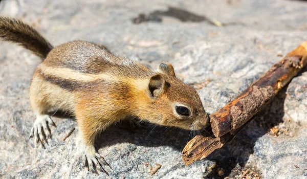 Eichhörnchen riecht Holzzweig — Stockfoto