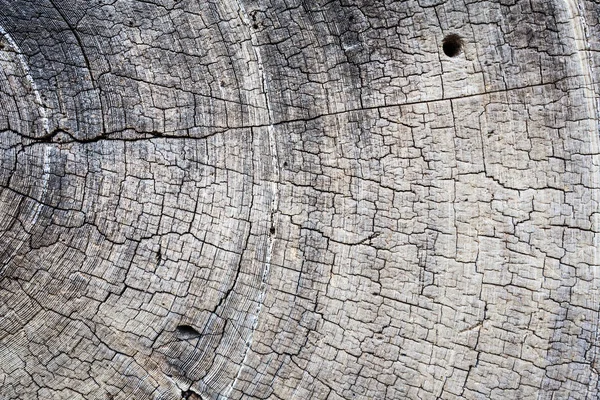 Dry tree stub cut — Stock Photo, Image