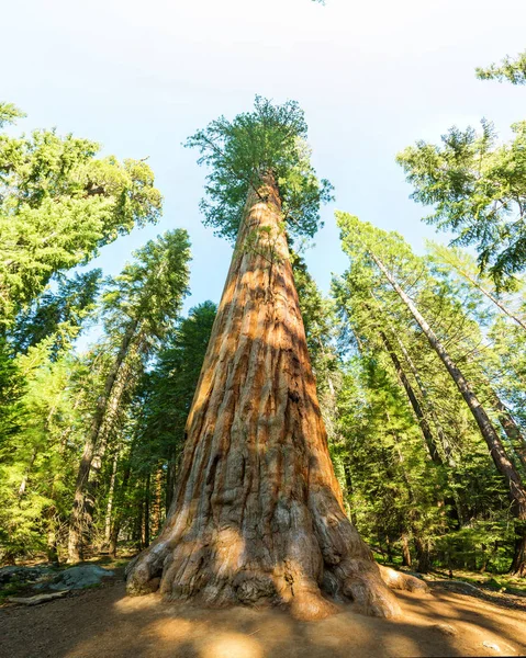 Parque Nacional Sequoia en Estados Unidos — Foto de Stock