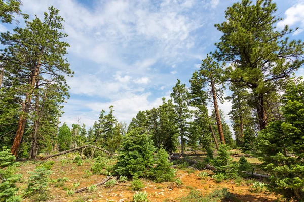 Bosque de pinos en Bryce Canyon — Foto de Stock