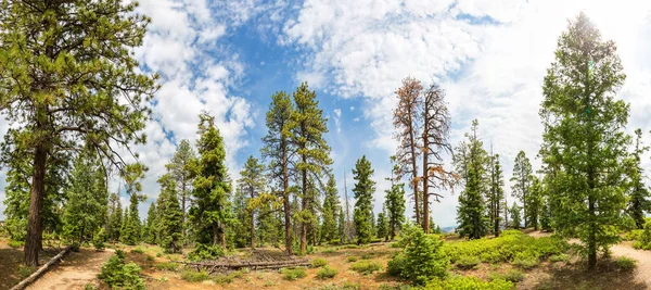 Bosque de pinos en Bryce Canyon — Foto de Stock