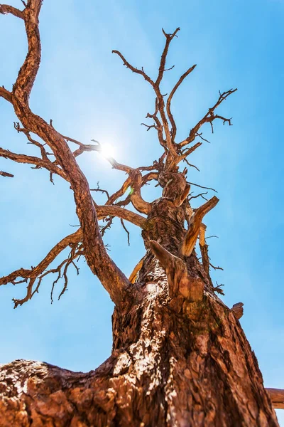 Torra träd mot blå himmel — Stockfoto