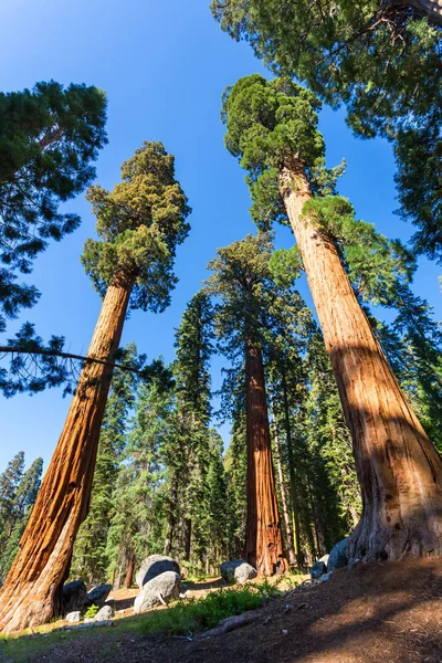 Parque Nacional Sequoia nos EUA — Fotografia de Stock
