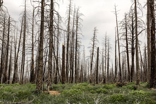 Dry dead trees in forest — Stock Photo, Image