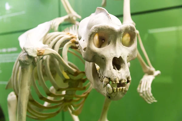 Esqueleto de dinossauro no museu de paleontologia — Fotografia de Stock