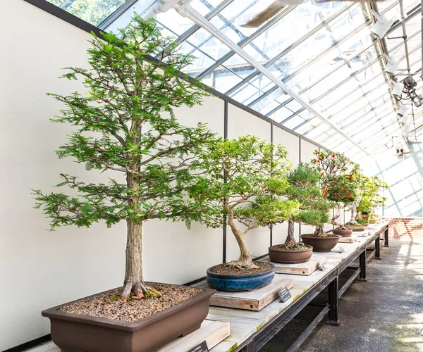 Natural bonsai set — Stock Photo, Image