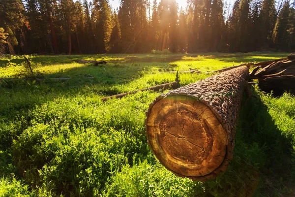 Sequoia Nationaalpark in de Verenigde Staten — Stockfoto