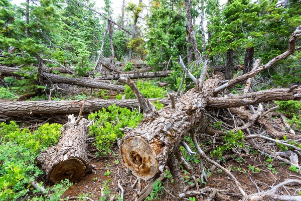 Mouldering dry trees — Stock Photo, Image