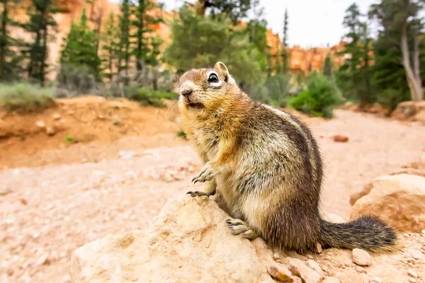 Carino scoiattolo di terra — Foto Stock