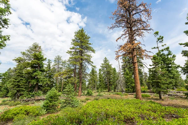 Pine forest at Bryce Canyon — Stock Photo, Image