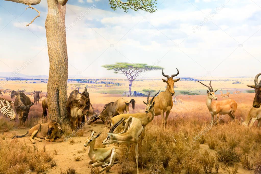 wild animals resting in savanna