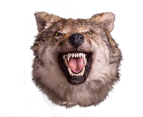 Wolf head with angry muzzle — Stock Photo, Image