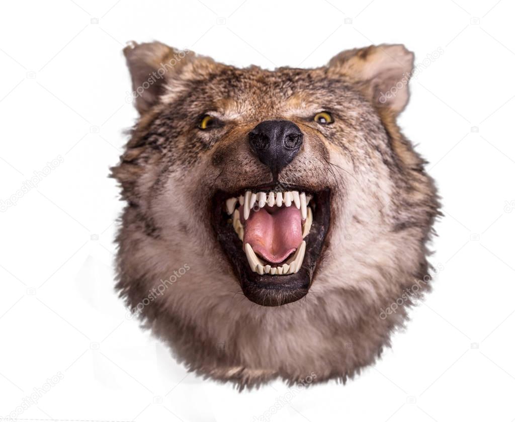 Wolf head with angry muzzle